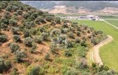 İZMİR TORBALI 153.000.M2 ZEYTİNLİK AYDIN KARAYAOLU KENARI