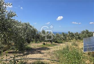 YALOVA ARMUTLU FISTIKLI KÖYÜ'NDE 10.529 M² VERİMLİ DENİZ MANZARALI ZEYTİNLİK - 1 - 373948