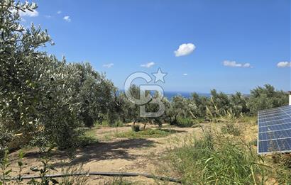 YALOVA ARMUTLU FISTIKLI KÖYÜ'NDE 10.529 M² VERİMLİ DENİZ MANZARALI ZEYTİNLİK