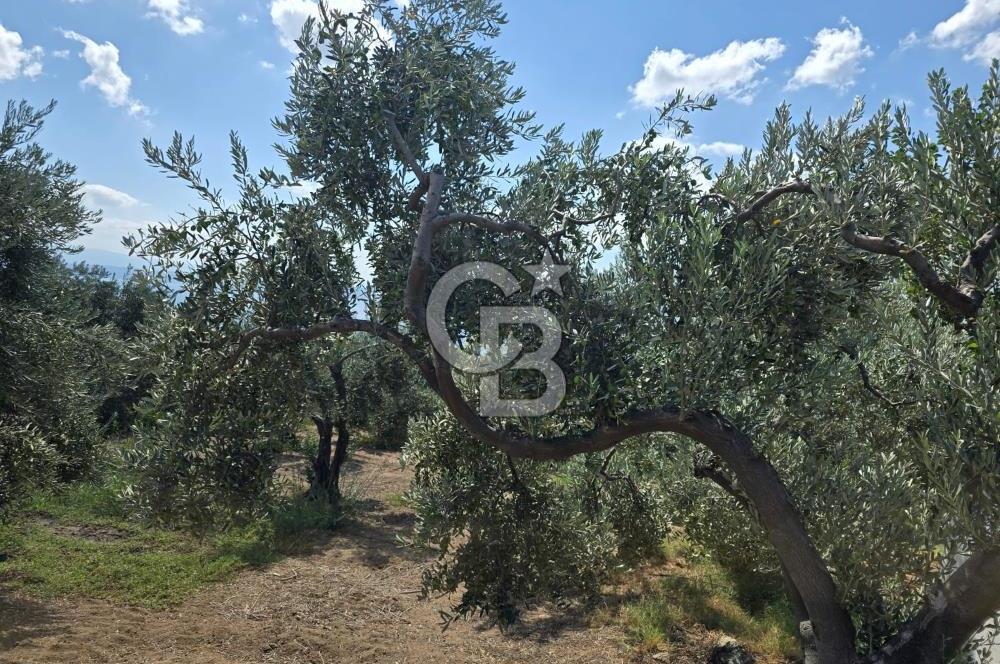 YALOVA ARMUTLU FISTIKLI KÖYÜ'NDE 10.529 M² VERİMLİ DENİZ MANZARALI ZEYTİNLİK