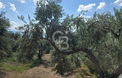 YALOVA ARMUTLU FISTIKLI KÖYÜ'NDE 10.529 M² VERİMLİ DENİZ MANZARALI ZEYTİNLİK
