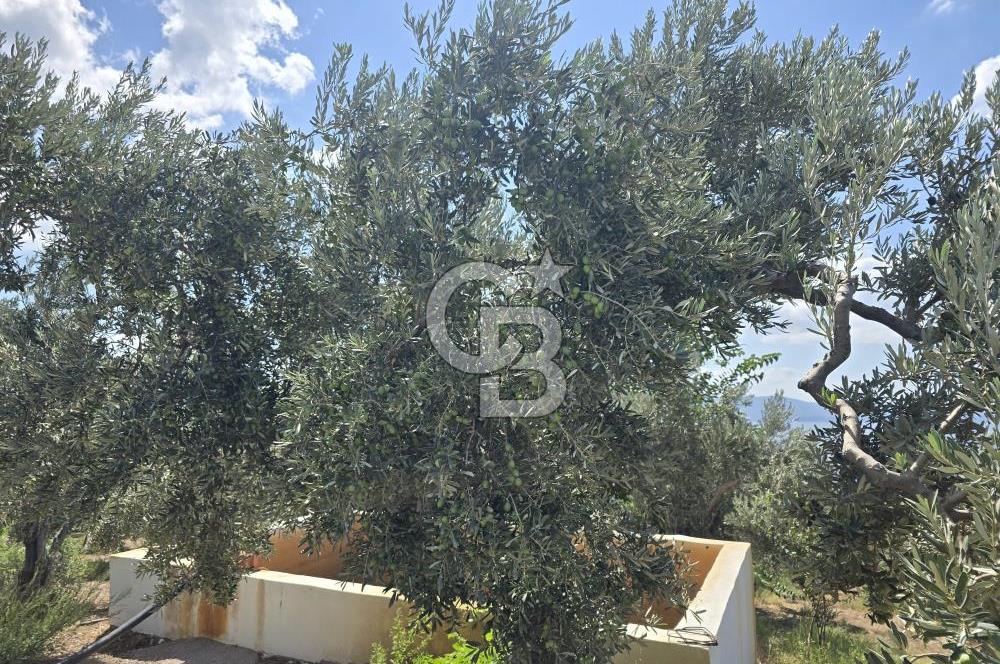 YALOVA ARMUTLU FISTIKLI KÖYÜ'NDE 10.529 M² VERİMLİ DENİZ MANZARALI ZEYTİNLİK