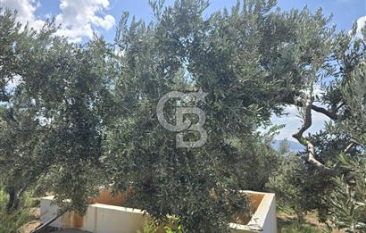 YALOVA ARMUTLU FISTIKLI KÖYÜ'NDE 10.529 M² VERİMLİ DENİZ MANZARALI ZEYTİNLİK