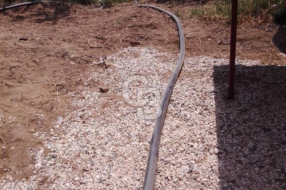 YALOVA ARMUTLU FISTIKLI KÖYÜ'NDE 10.529 M² VERİMLİ DENİZ MANZARALI ZEYTİNLİK