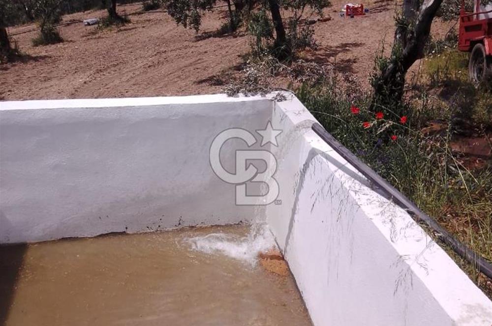 YALOVA ARMUTLU FISTIKLI KÖYÜ'NDE 10.529 M² VERİMLİ DENİZ MANZARALI ZEYTİNLİK