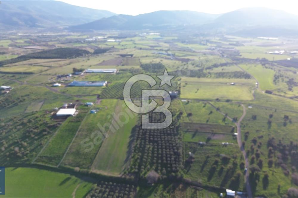 127.000 M² ZEYTİNLİK 2.500 ZEYTİN AĞACI, ELEKTRİK VE SU MEVCUT