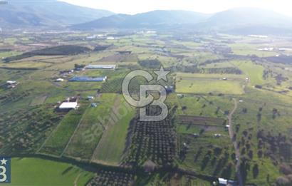 127.000 M² ZEYTİNLİK 2.500 ZEYTİN AĞACI, ELEKTRİK VE SU MEVCUT