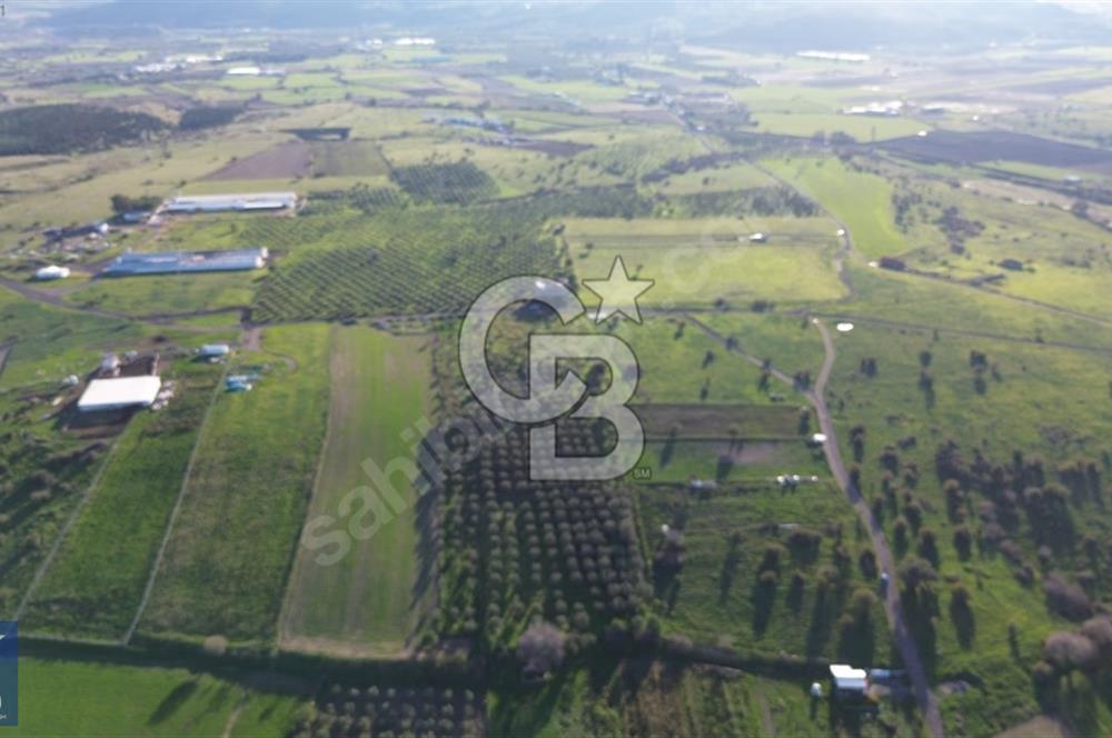 127.000 M² ZEYTİNLİK 2.500 ZEYTİN AĞACI, ELEKTRİK VE SU MEVCUT