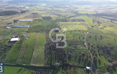 127.000 M² ZEYTİNLİK 2.500 ZEYTİN AĞACI, ELEKTRİK VE SU MEVCUT