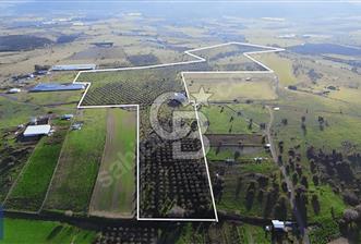 127.000 M² ZEYTİNLİK 2.500 ZEYTİN AĞACI, ELEKTRİK VE SU MEVCUT - 1 - 373968