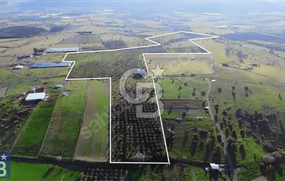 127.000 M² ZEYTİNLİK 2.500 ZEYTİN AĞACI, ELEKTRİK VE SU MEVCUT