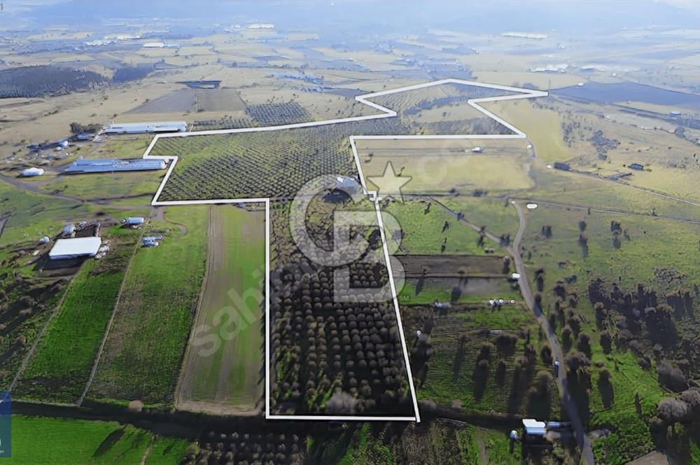 127.000 M² ZEYTİNLİK 2.500 ZEYTİN AĞACI, ELEKTRİK VE SU MEVCUT