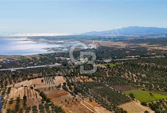 BERGAMA ZEYTİNDAĞ İMAR SINIRINDA 11.227 M² SATILIK ZEYTİNLİK - 1 - 373987