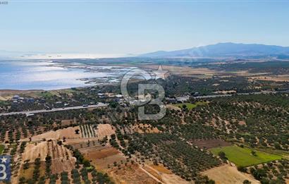 BERGAMA ZEYTİNDAĞ İMAR SINIRINDA 11.227 M² SATILIK ZEYTİNLİK