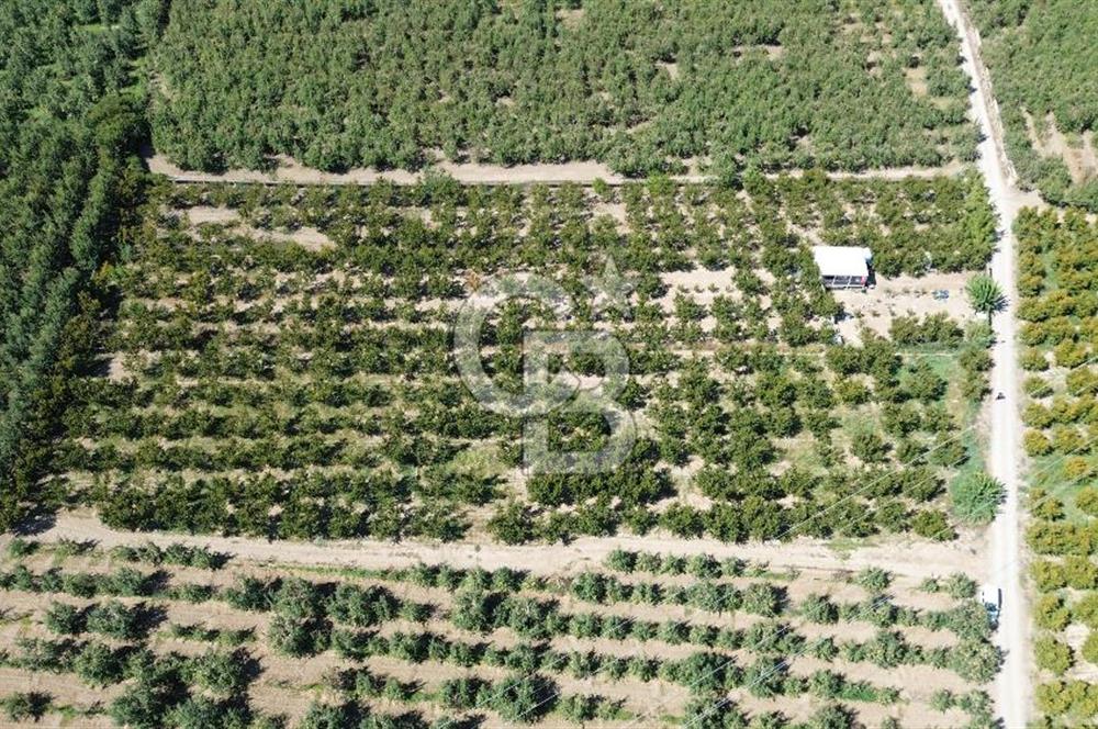 YILDIRIM SAMANLI MAHALLESİNDE SATILIK ŞEFTALİ BAHÇESİ 