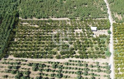 YILDIRIM SAMANLI MAHALLESİNDE SATILIK ŞEFTALİ BAHÇESİ 
