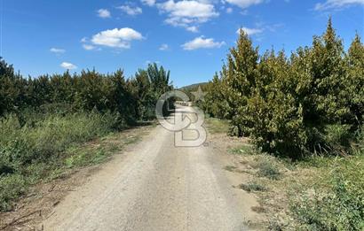 YILDIRIM SAMANLI MAHALLESİNDE SATILIK ŞEFTALİ BAHÇESİ 