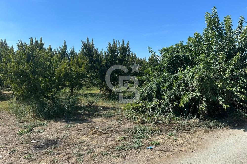 YILDIRIM SAMANLI MAHALLESİNDE SATILIK ŞEFTALİ BAHÇESİ 
