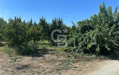 YILDIRIM SAMANLI MAHALLESİNDE SATILIK ŞEFTALİ BAHÇESİ 