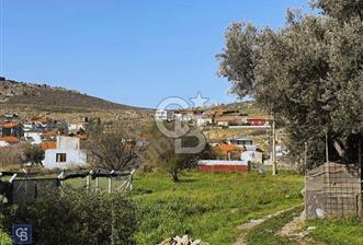Urla Zeytinelinde Satılık Zeytin Ağaçlı Tarla | Müstakil Parsel - 1 - 374099