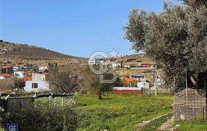 Urla Zeytinelinde Satılık Zeytin Ağaçlı Tarla | Müstakil Parsel