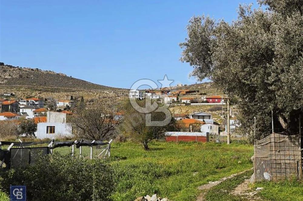 Urla Zeytinelinde Satılık Zeytin Ağaçlı Tarla | Müstakil Parsel