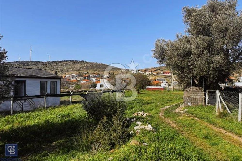 Urla Zeytinelinde Satılık Zeytin Ağaçlı Tarla | Müstakil Parsel
