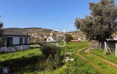 Urla Zeytinelinde Satılık Zeytin Ağaçlı Tarla | Müstakil Parsel