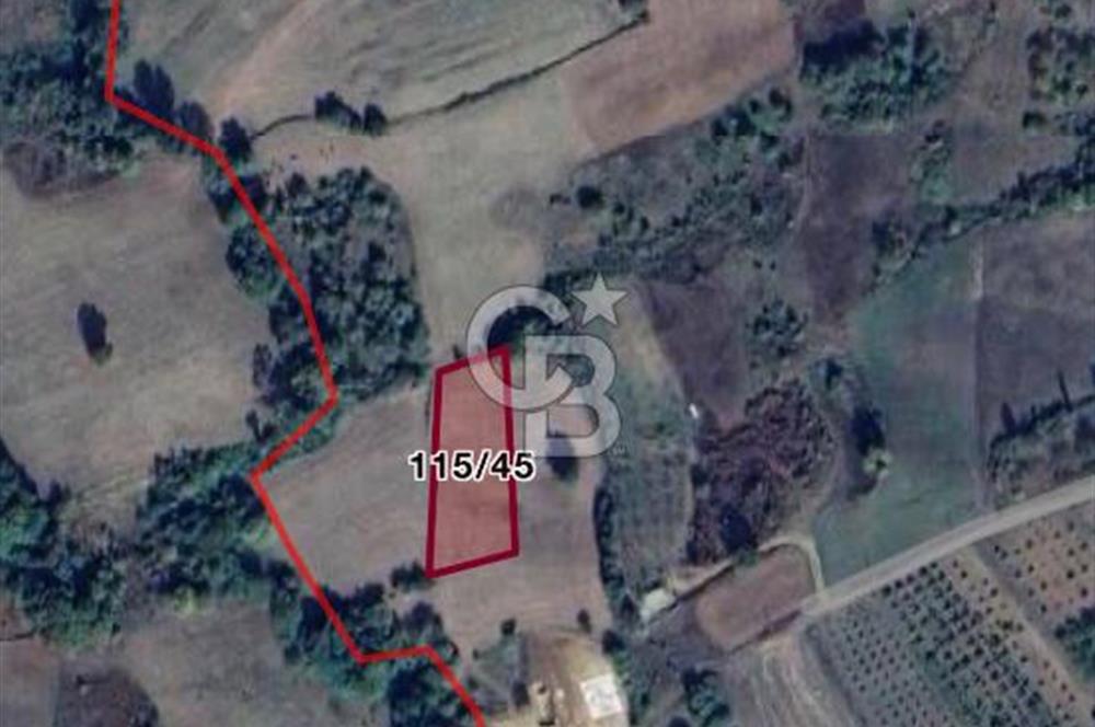 YALOVA ALTINOVA AHMEDİYEDE 10.068 M²|KADASTRO YOLU+ELEKTRİK+SU