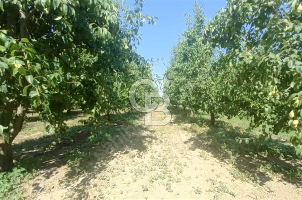 BURSA BARAKFAKİH DE 5089,36 M2 SATILIK BAKIMLI ŞEFTALİ BAHÇESİ