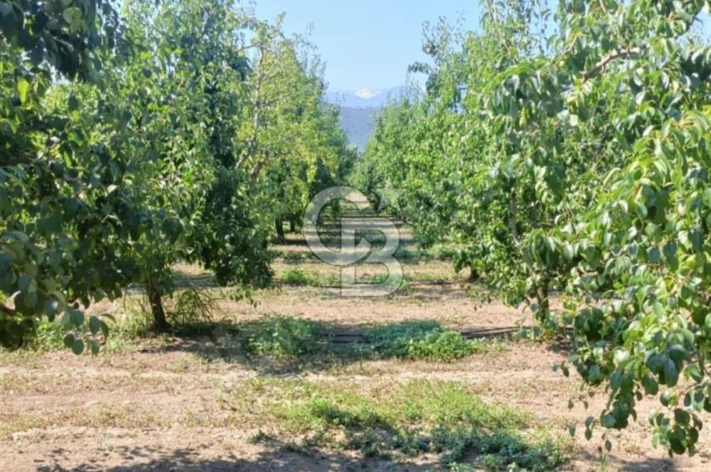BURSA BARAKFAKİH DE 5089,36 M2 SATILIK BAKIMLI ŞEFTALİ BAHÇESİ