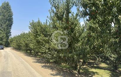 BURSA BARAKFAKİH DE 5089,36 M2 SATILIK BAKIMLI ŞEFTALİ BAHÇESİ