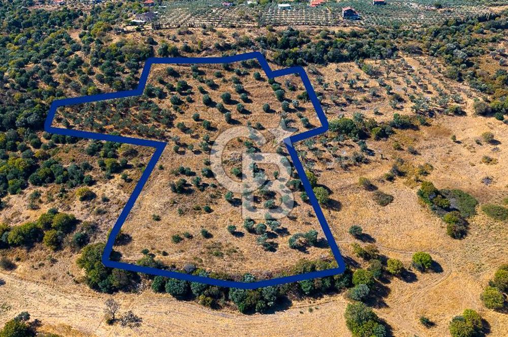 YENİFOÇA FEVZİ ÇAKMAK’TA 20.574 M2 ZEYTİN AĞAÇLI TARLA
