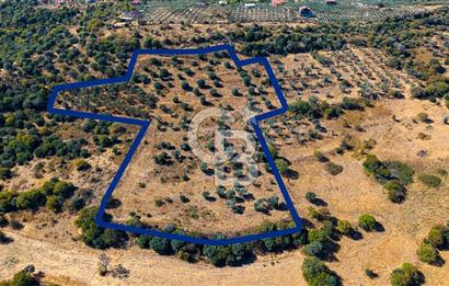 YENİFOÇA FEVZİ ÇAKMAK’TA 20.574 M2 ZEYTİN AĞAÇLI TARLA