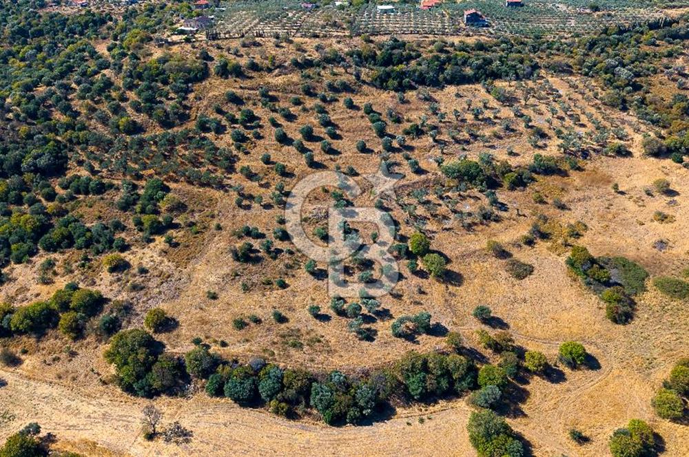 YENİFOÇA FEVZİ ÇAKMAK’TA 20.574 M2 ZEYTİN AĞAÇLI TARLA