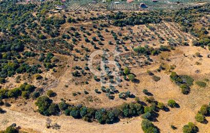 YENİFOÇA FEVZİ ÇAKMAK’TA 20.574 M2 ZEYTİN AĞAÇLI TARLA