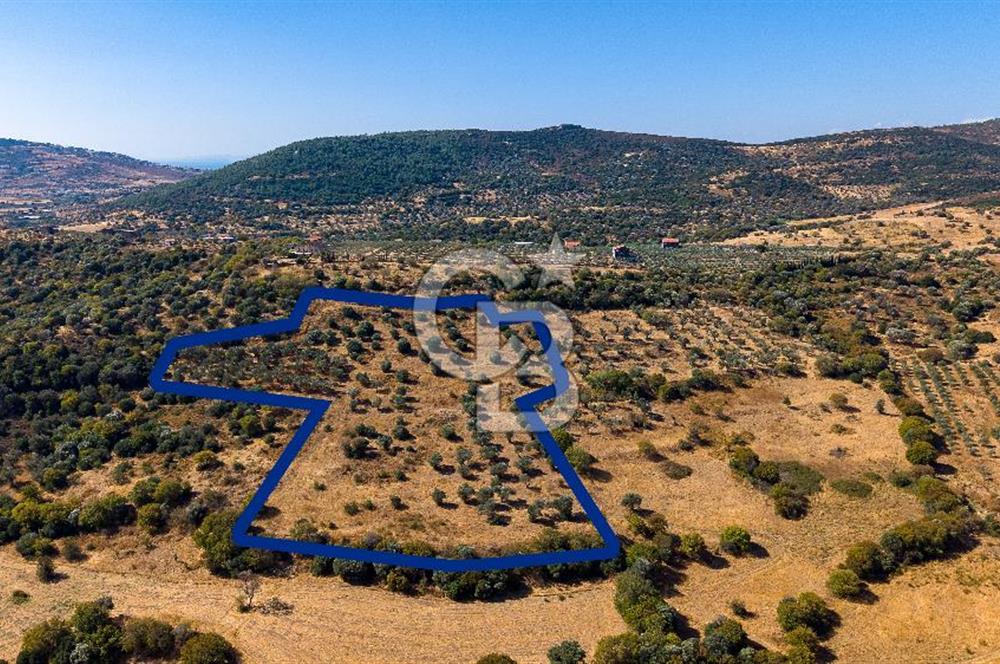 YENİFOÇA FEVZİ ÇAKMAK’TA 20.574 M2 ZEYTİN AĞAÇLI TARLA