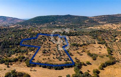 YENİFOÇA FEVZİ ÇAKMAK’TA 20.574 M2 ZEYTİN AĞAÇLI TARLA