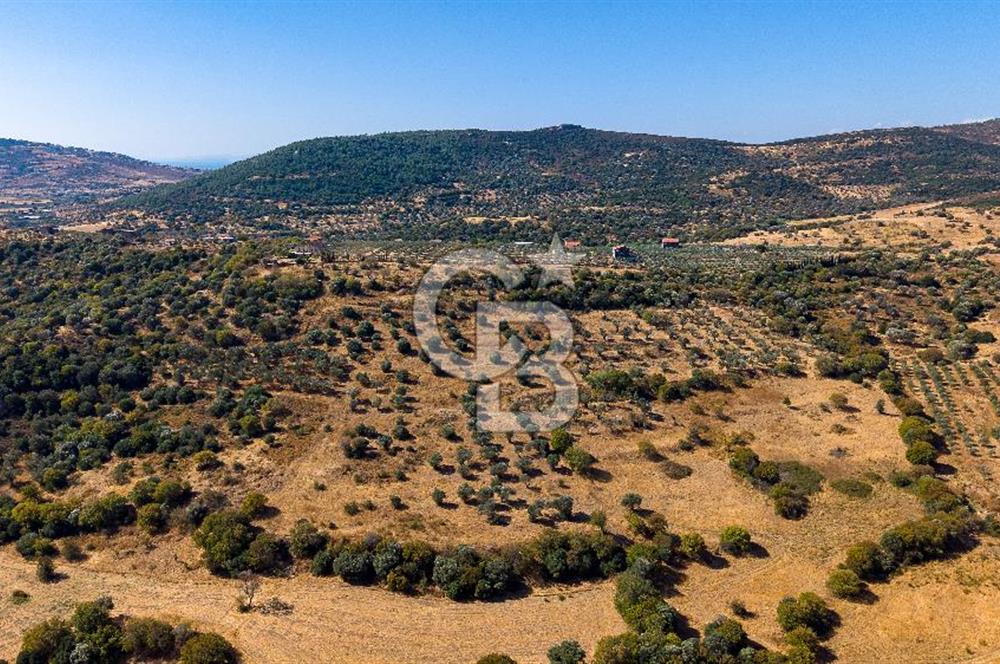 YENİFOÇA FEVZİ ÇAKMAK’TA 20.574 M2 ZEYTİN AĞAÇLI TARLA