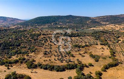 YENİFOÇA FEVZİ ÇAKMAK’TA 20.574 M2 ZEYTİN AĞAÇLI TARLA