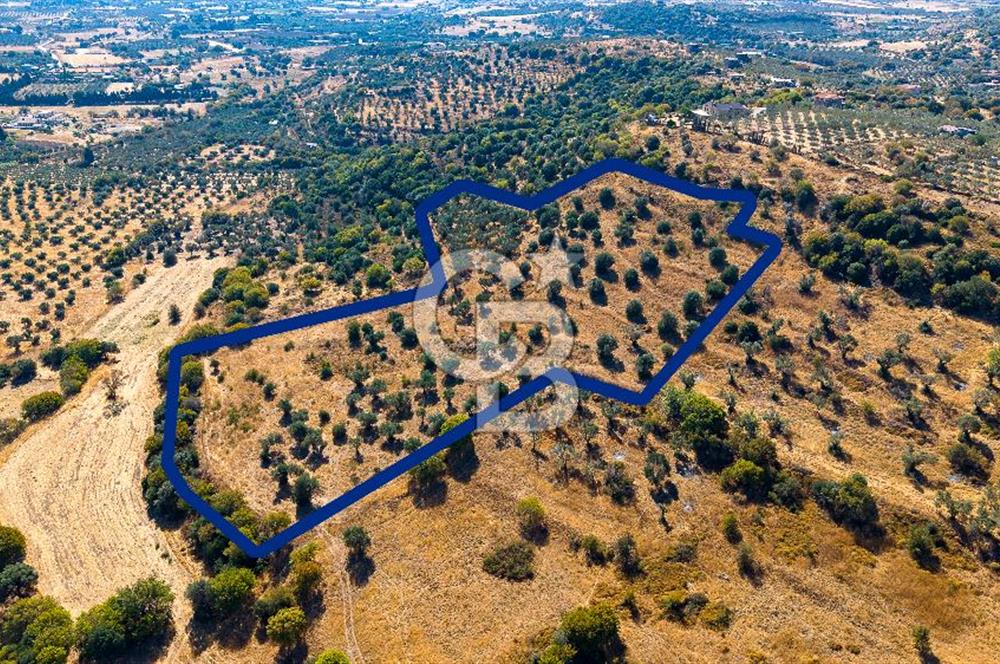 YENİFOÇA FEVZİ ÇAKMAK’TA 20.574 M2 ZEYTİN AĞAÇLI TARLA