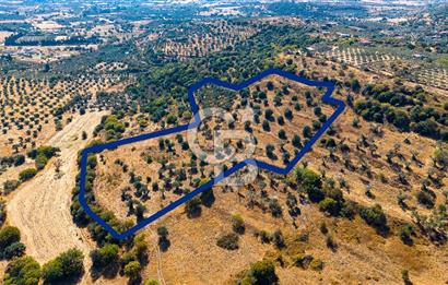 YENİFOÇA FEVZİ ÇAKMAK’TA 20.574 M2 ZEYTİN AĞAÇLI TARLA