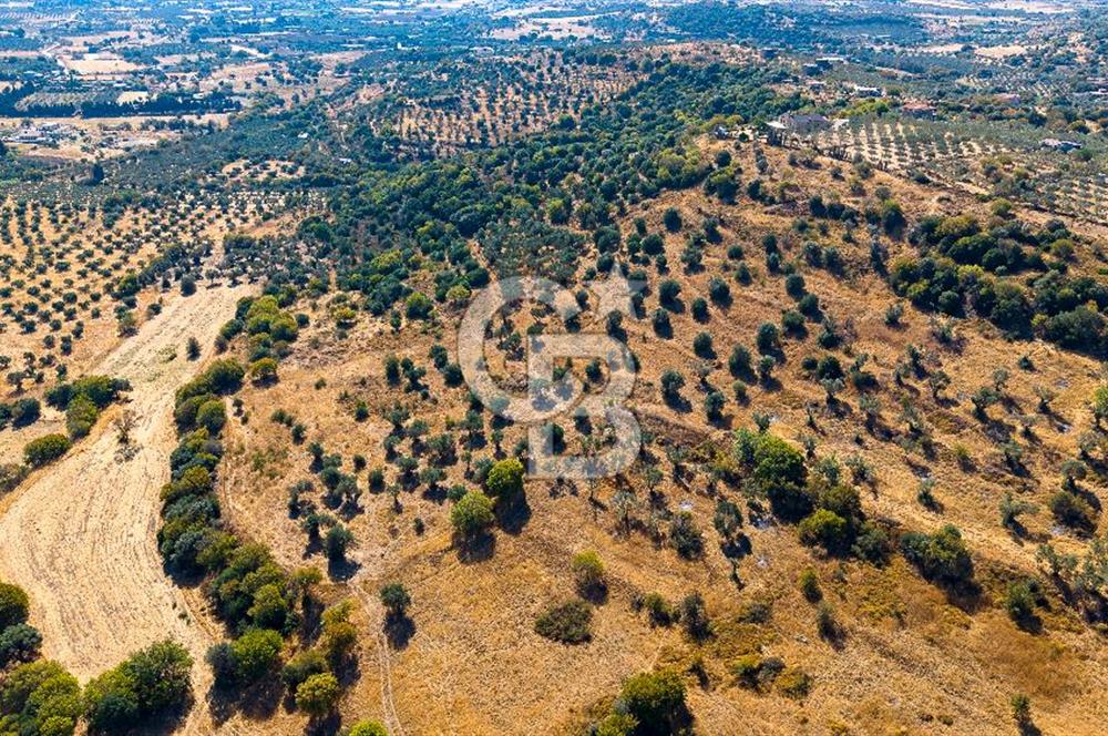 YENİFOÇA FEVZİ ÇAKMAK’TA 20.574 M2 ZEYTİN AĞAÇLI TARLA