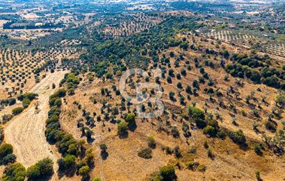 YENİFOÇA FEVZİ ÇAKMAK’TA 20.574 M2 ZEYTİN AĞAÇLI TARLA