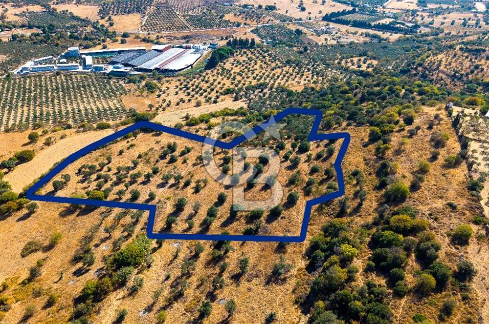 YENİFOÇA FEVZİ ÇAKMAK’TA 20.574 M2 ZEYTİN AĞAÇLI TARLA