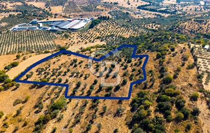 YENİFOÇA FEVZİ ÇAKMAK’TA 20.574 M2 ZEYTİN AĞAÇLI TARLA