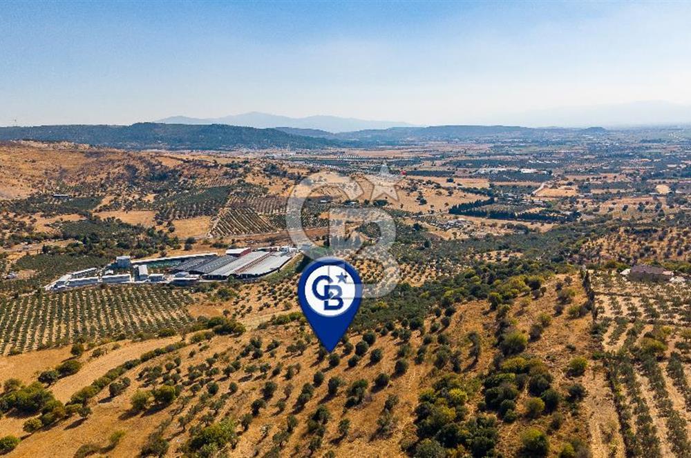 YENİFOÇA FEVZİ ÇAKMAK’TA 20.574 M2 ZEYTİN AĞAÇLI TARLA