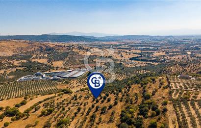 YENİFOÇA FEVZİ ÇAKMAK’TA 20.574 M2 ZEYTİN AĞAÇLI TARLA