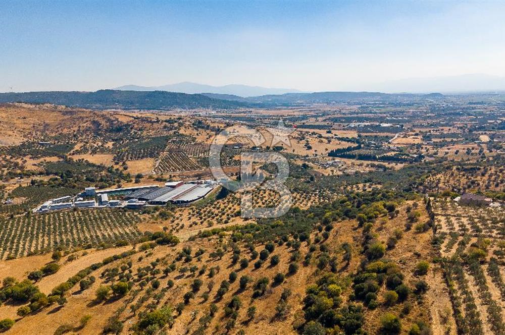 YENİFOÇA FEVZİ ÇAKMAK’TA 20.574 M2 ZEYTİN AĞAÇLI TARLA