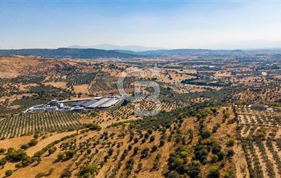 YENİFOÇA FEVZİ ÇAKMAK’TA 20.574 M2 ZEYTİN AĞAÇLI TARLA